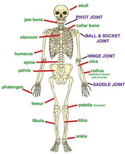 Muscle and Bone Identification - All About Sports Med